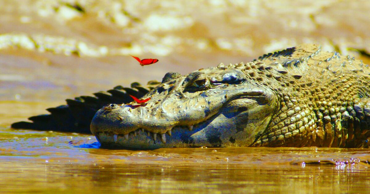 Croc n’ roll primary resources | Australian National Maritime Museum